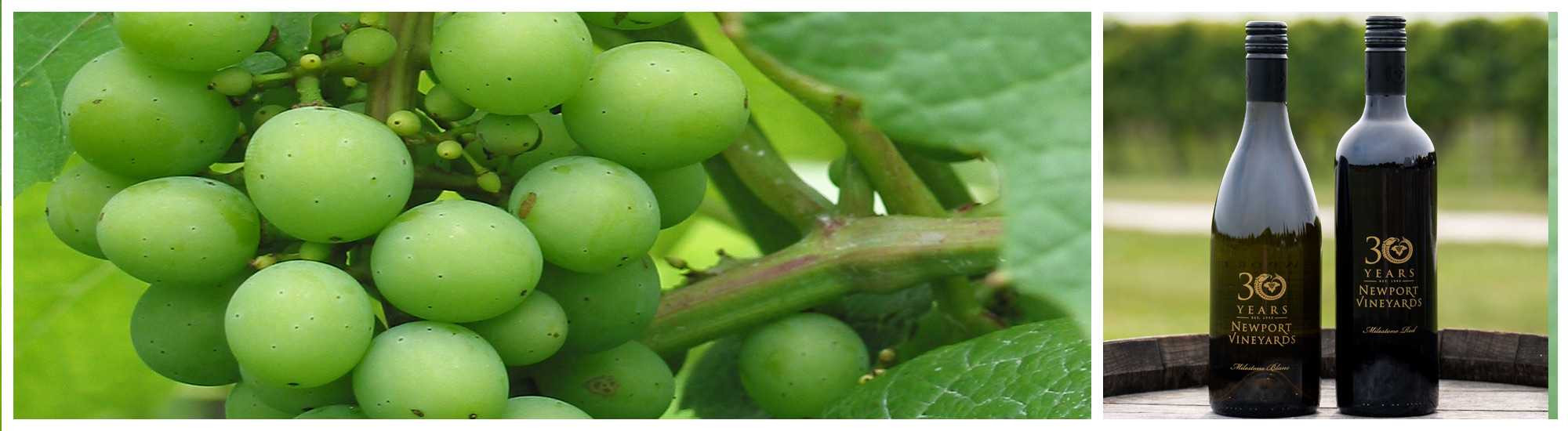 newport ri vineyards and wine tastings