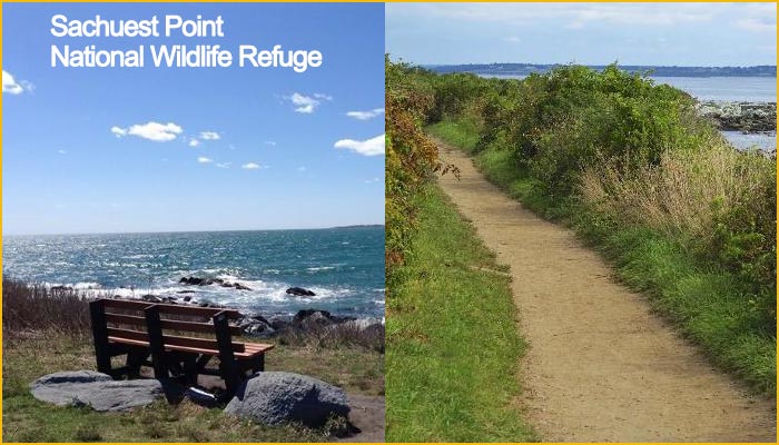 sachuest point in newport offers visitors hiking trails with sweeping views of the Atlantic and native wildlife