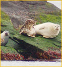 seal watch tours