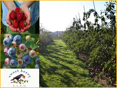 picking fruit at sweet berry farm
