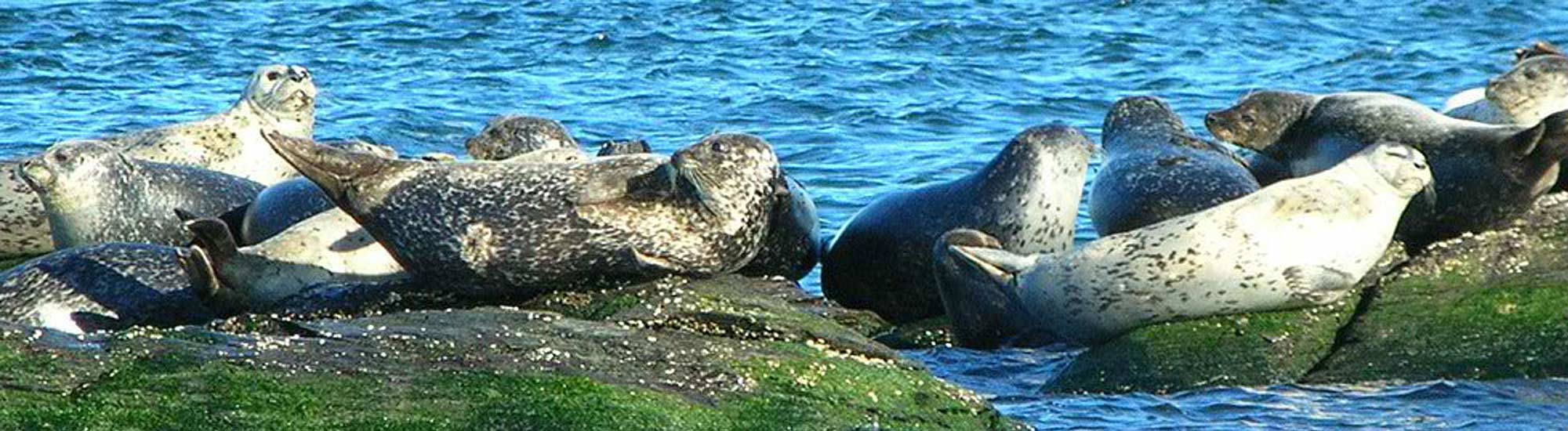 harbor seals enjoying the winter